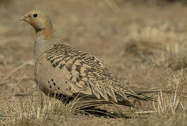 Pallas's Sandgrouse