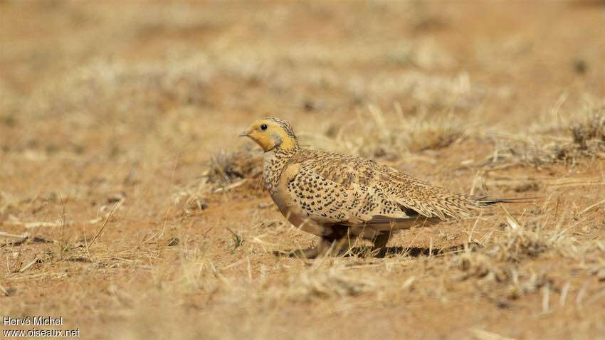 Pallas's Sandgrouse female adult breeding, habitat, pigmentation