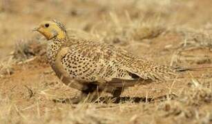 Pallas's Sandgrouse