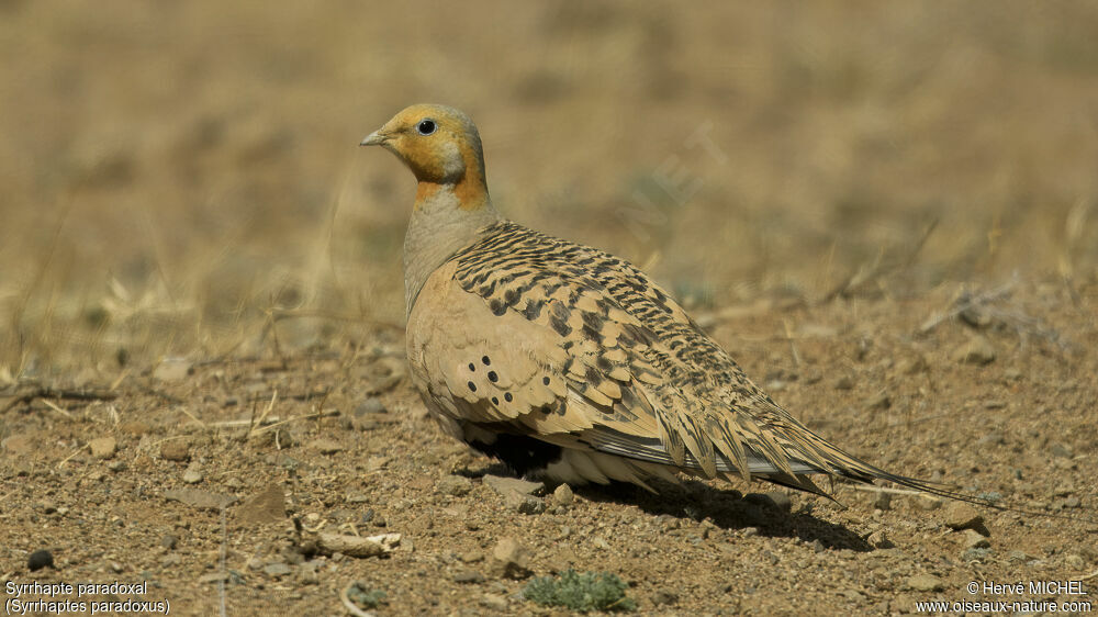 Pallas's Sandgrouse male adult