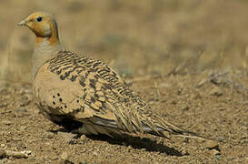 Pallas's Sandgrouse