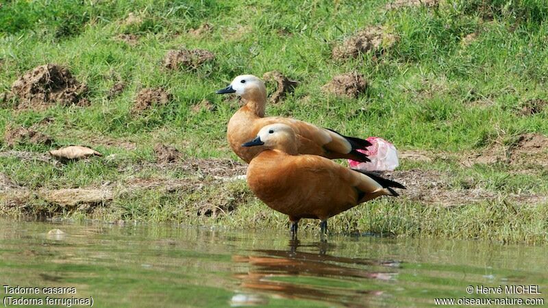 Ruddy Shelduck 