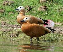 Ruddy Shelduck