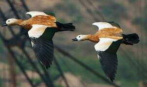 Ruddy Shelduck