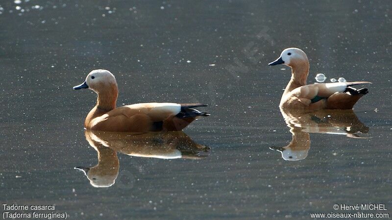 Ruddy Shelduck 