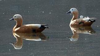 Ruddy Shelduck