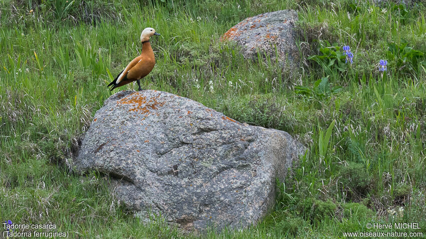 Ruddy Shelduck male, Reproduction-nesting