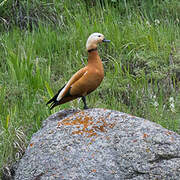 Ruddy Shelduck