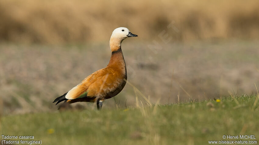 Ruddy Shelduck male adult