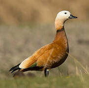 Ruddy Shelduck