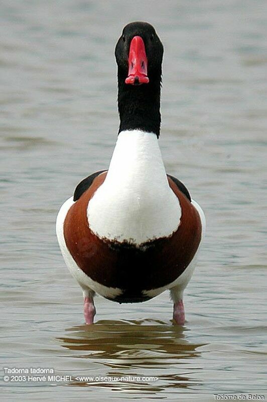 Common Shelduck