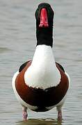 Common Shelduck