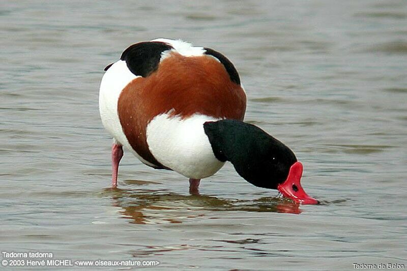 Common Shelduck