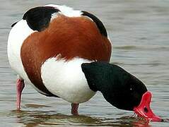 Common Shelduck