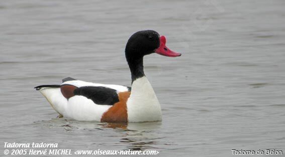 Common Shelduck