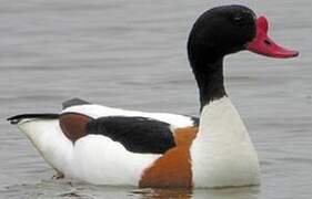 Common Shelduck