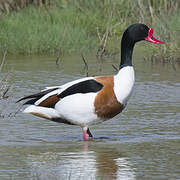 Common Shelduck