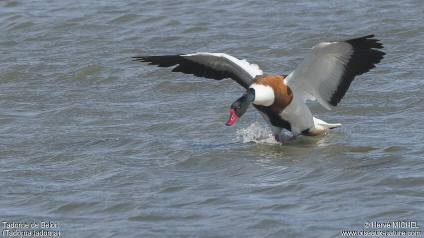 Common Shelduck