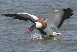 Common Shelduck