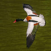 Common Shelduck