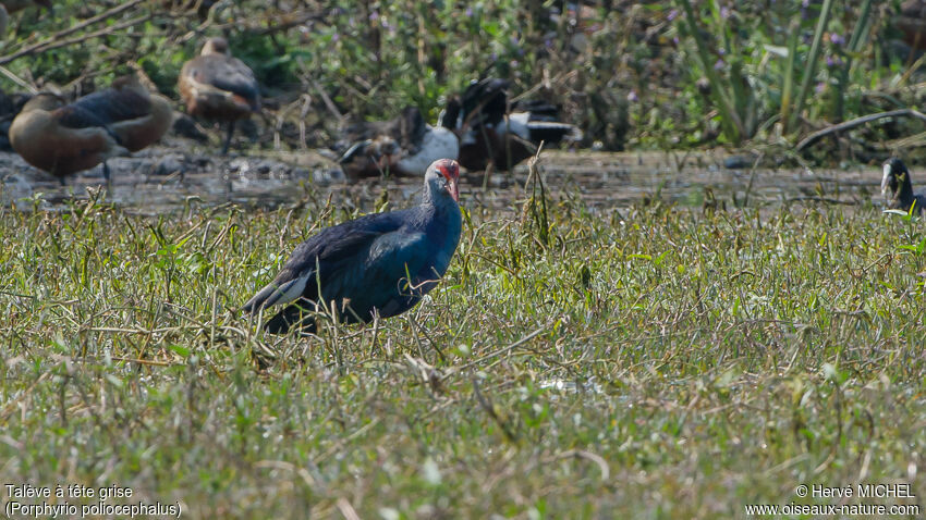 Grey-headed Swamphenadult