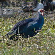 Grey-headed Swamphen