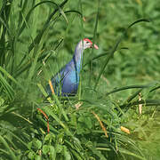 Grey-headed Swamphen