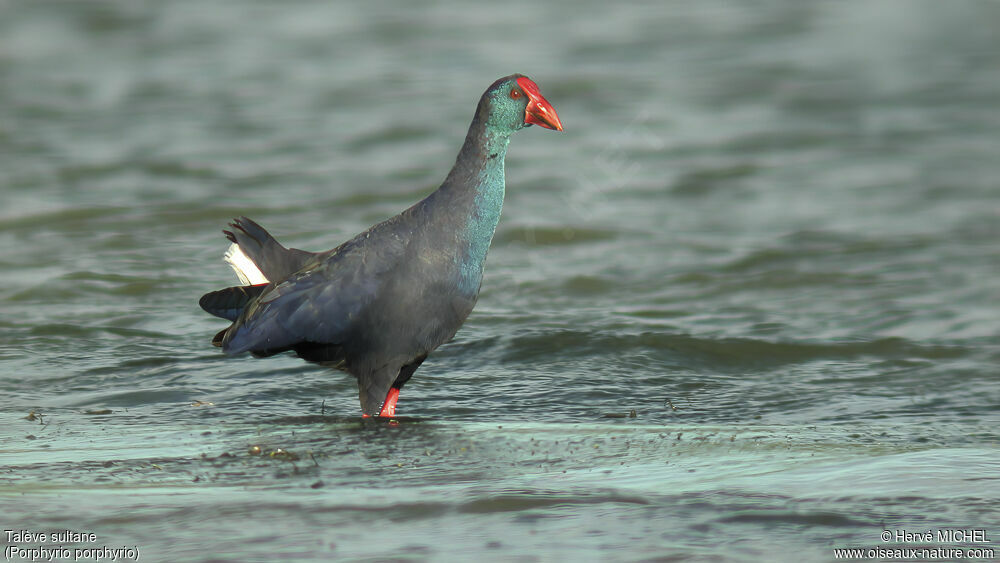 Western Swamphen