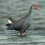 Western Swamphen