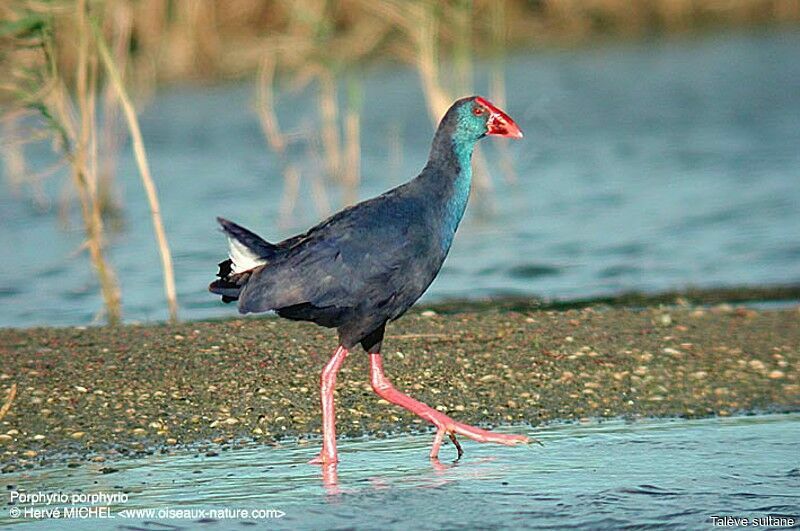 Western Swamphen