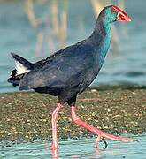 Western Swamphen