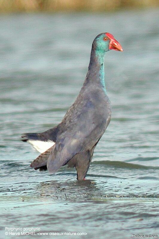 Western Swamphen