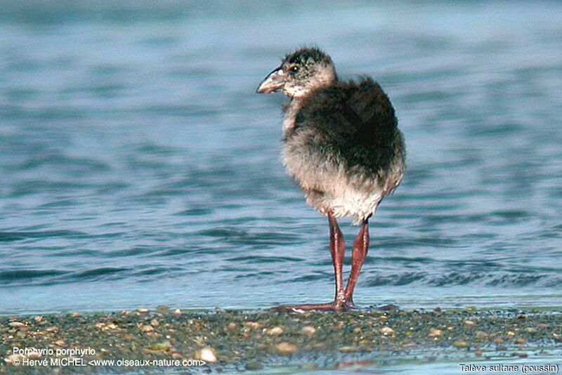 Western Swamphen