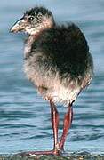 Western Swamphen