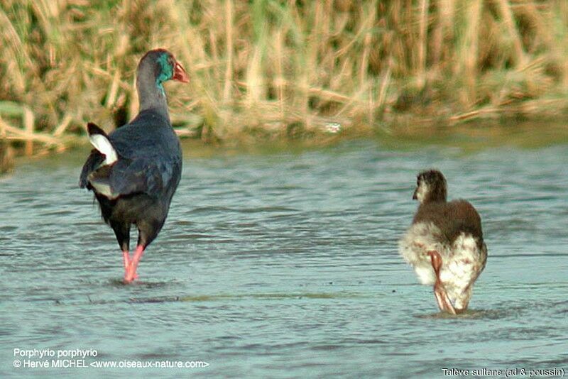 Western Swamphen