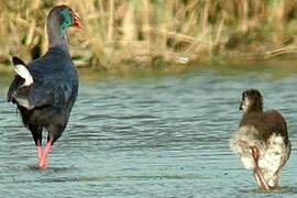 Western Swamphen