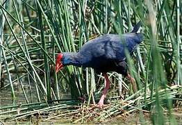 Western Swamphen