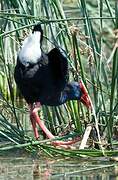 Western Swamphen