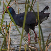 Western Swamphen