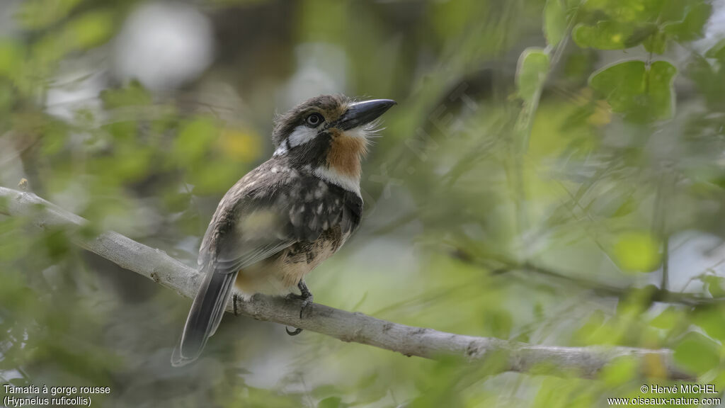 Russet-throated Puffbird