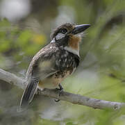 Russet-throated Puffbird