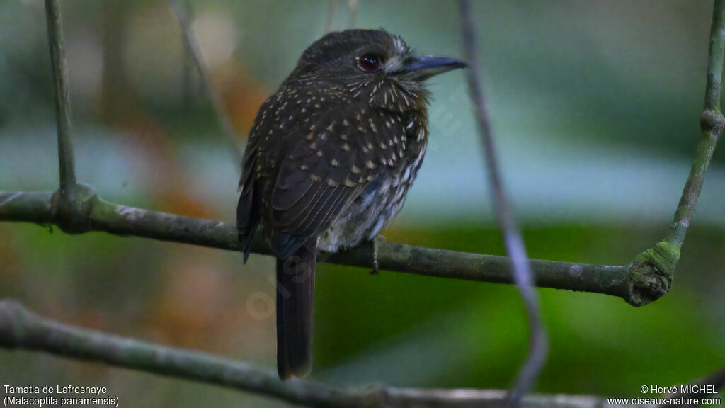 White-whiskered Puffbird female