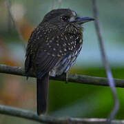 White-whiskered Puffbird