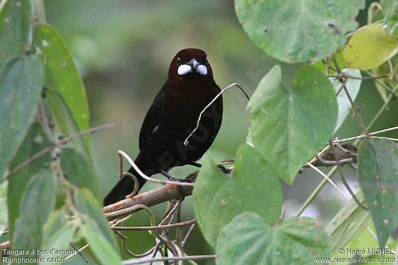 Silver-beaked Tanager male adult, identification