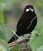 Silver-beaked Tanager