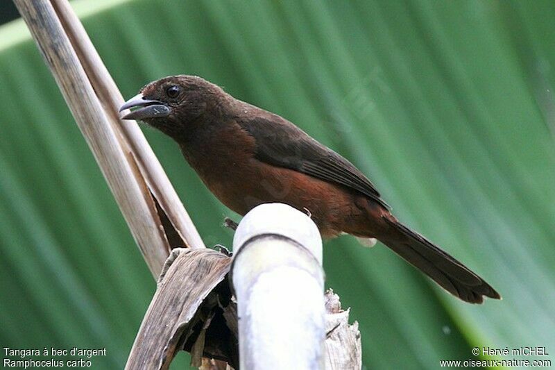 Silver-beaked Tanager female adult, identification