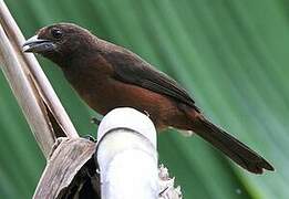 Silver-beaked Tanager