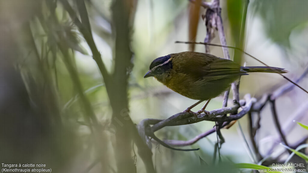 Black-capped Hemispingus