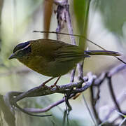 Black-capped Hemispingus