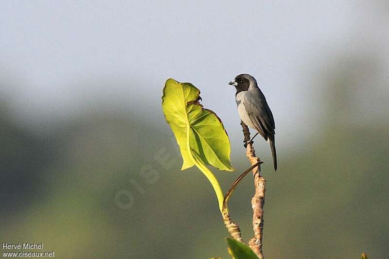 Black-faced Tanageradult, identification